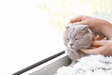 Kadın evde pencere yakınında kedi okşayarak