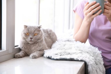 Evde pencere yakınında sahibi ile Sevimli kedi