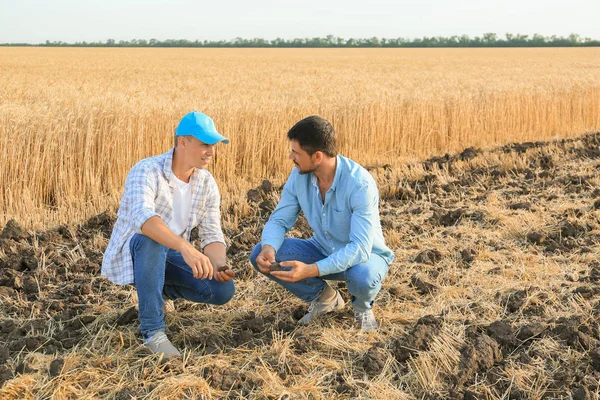 Чоловіки-фермери, що працюють на пшеничному полі — стокове фото
