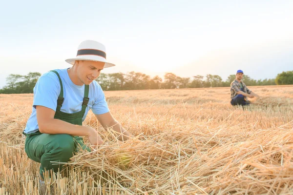 小麦畑で働く男性農家 — ストック写真