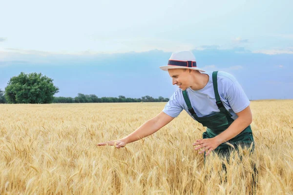 Hombre agricultor trabajando en campo de trigo — Foto de Stock