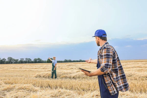 Male farmers working in wheat field — Stock Photo, Image