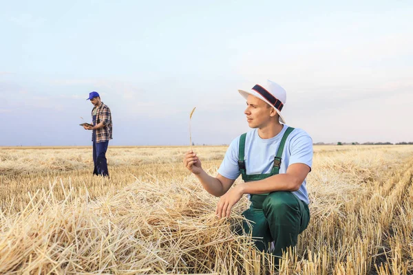 Buğday tarlasında çalışan erkek çiftçi — Stok fotoğraf