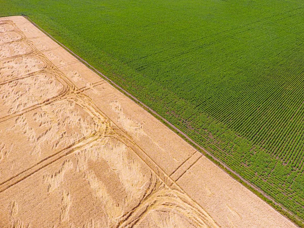 View on wheat field from quadrocopter — Stock Photo, Image