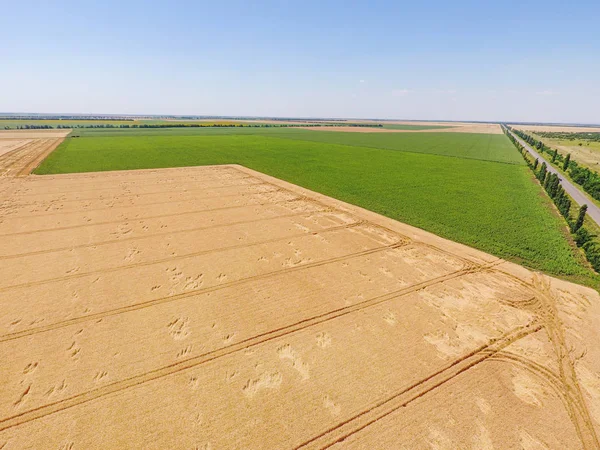 View on wheat field from quadrocopter — Stock Photo, Image