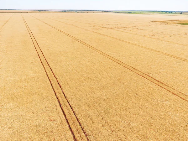 View on wheat field from quadrocopter — Stock Photo, Image