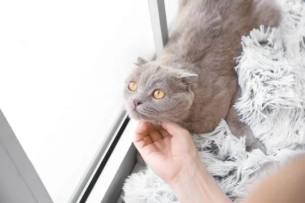 Woman stroking cat near window at home — Stock Photo, Image