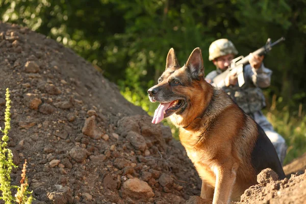 Cane da lavoro militare in posizione di combattimento — Foto Stock