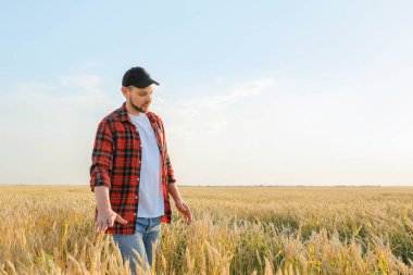 Güneşli günde tarlada çiftçi