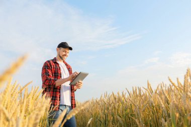 Güneşli günde tarlada çiftçi