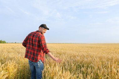 Güneşli günde tarlada çiftçi