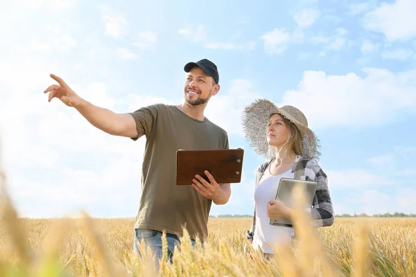 Farmers in field on sunny day — Stock Photo, Image