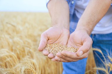 Tarlada buğday taneleri yığını ile erkek çiftçi, closeup