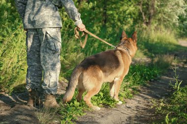 Askeri çalışan köpek ormandaki askerle