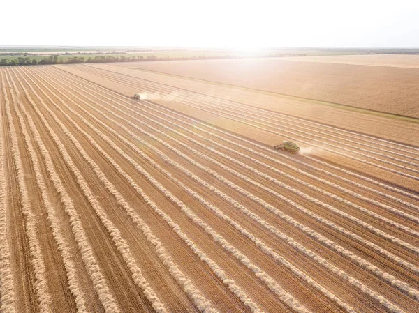 Combine harvesters in wheat field — Stock Photo, Image