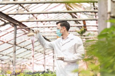 Serada çalışan erkek ziraat mühendisi