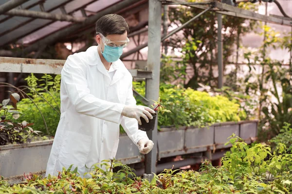 Male agricultural engineer working in greenhouse — Stock Photo, Image