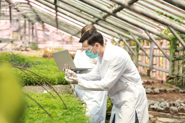 Young agricultural engineers working in greenhouse — Stock Photo, Image