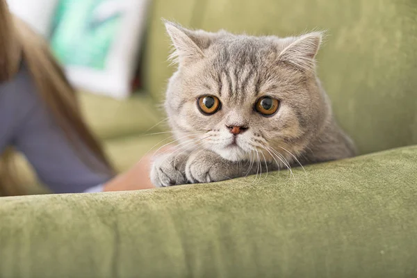 Cute funny cat on sofa at home — Stock Photo, Image