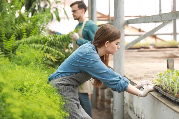 Female agricultural engineer working in greenhouse — Stock Photo, Image