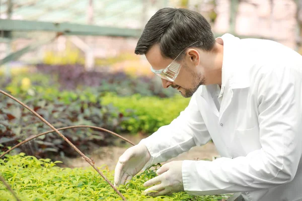 Serada çalışan erkek ziraat mühendisi