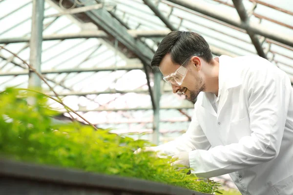 Male agricultural engineer working in greenhouse — Stock Photo, Image