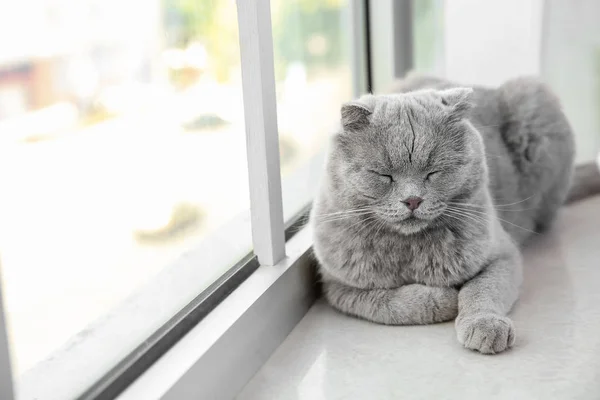 可爱的猫窗窗在家 — 图库照片