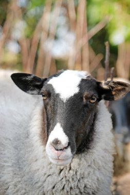 Çiftlikte sevimli komik koyun