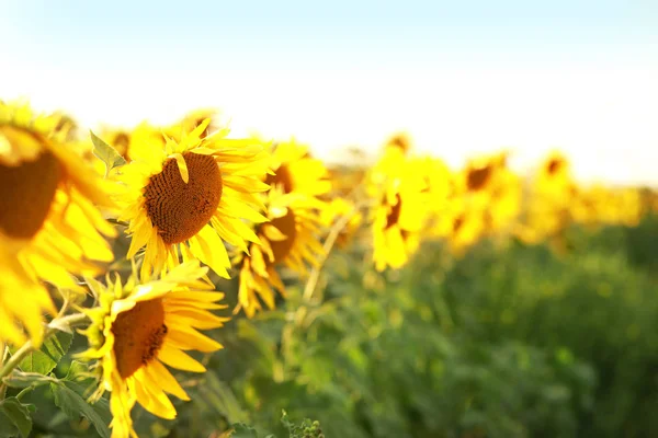 Sunflower field on summer day — Stock Photo, Image