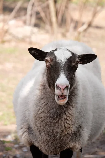 Leuke grappige schapen op de boerderij — Stockfoto