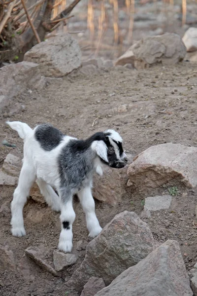 Cute little goat on farm — Stock Photo, Image