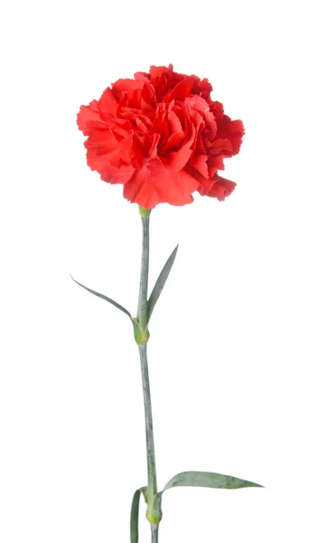 Beautiful carnation flower on white background — Stock Photo, Image