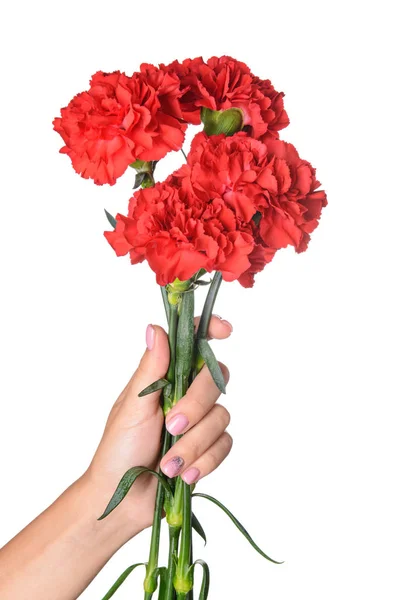 Female hand with beautiful carnation flowers on white background — Stock Photo, Image
