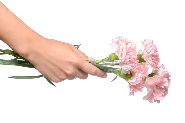 Female hand with beautiful carnation flowers on white background — Stock Photo, Image