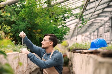 Serada çalışan erkek ziraat mühendisi
