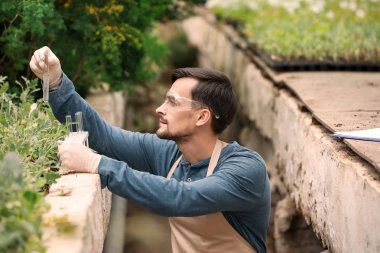 Serada çalışan erkek ziraat mühendisi