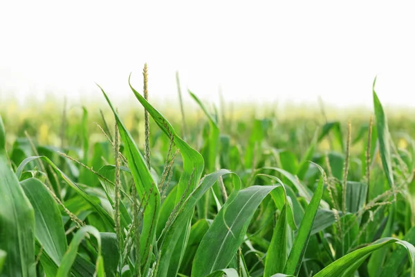 Green corn field on summer day — Stock Photo, Image