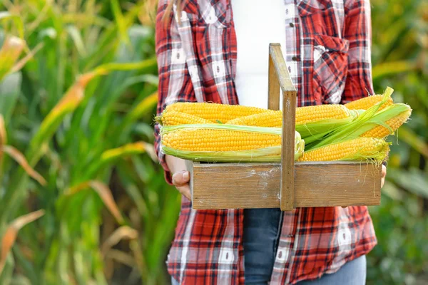 Жінка з кошиком свіжих кукурудзяних цицьок в полі, крупним планом — стокове фото