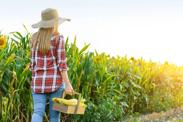 Mujer con cesta de mazorcas de maíz fresco en el campo — Foto de Stock