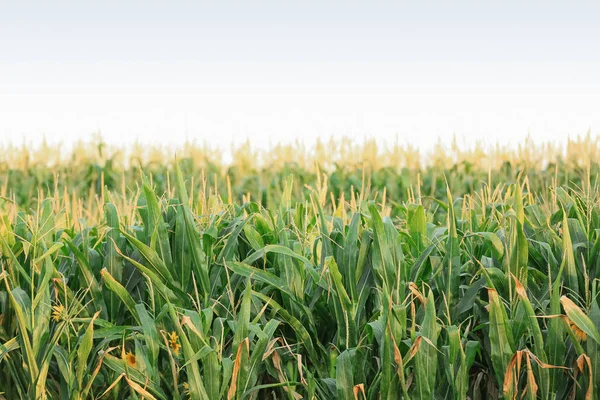 Green corn field on summer day — Stock Photo, Image