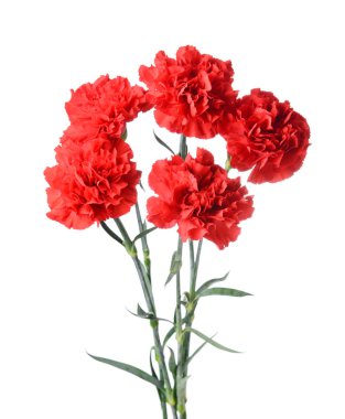 Beyaz arka planda güzel karanfil çiçekleri