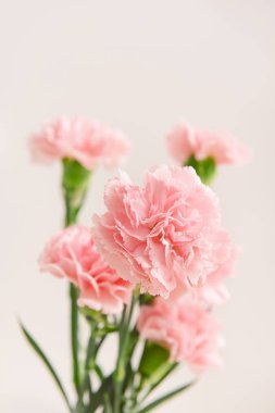 Işık arkaplanda güzel karanfil çiçekleri
