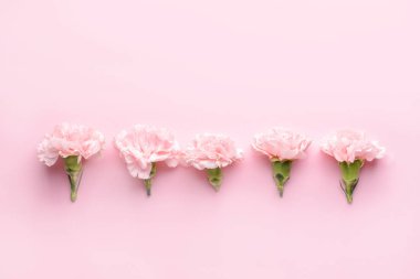 Renkli arka planda güzel karanfil çiçekleri