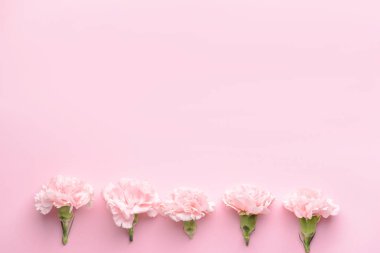 Renkli arka planda güzel karanfil çiçekleri