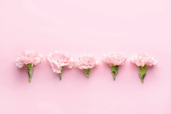 Красиві квіти гвоздики на кольоровому фоні — стокове фото