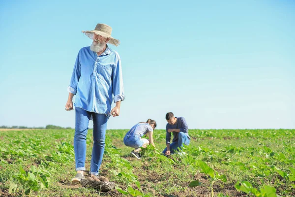 Sénior agricultor do sexo masculino que trabalha no terreno — Fotografia de Stock