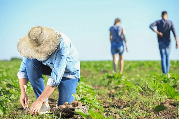 Kıdemli erkek çiftçi tarlada hasat topluyor — Stok fotoğraf