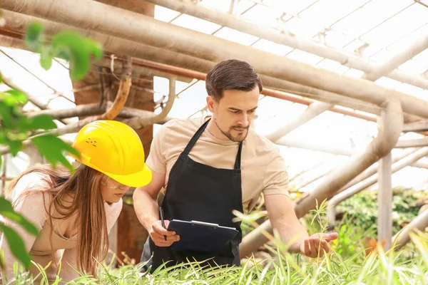 Young agricultural engineers working in greenhouse — Stock Photo, Image