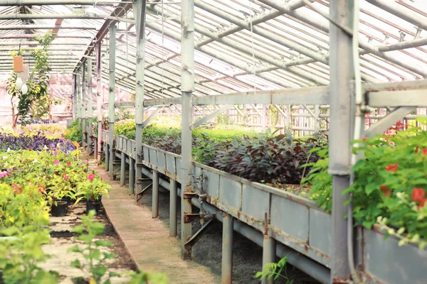 Inside view of greenhouse with growing plants — Stock Photo, Image