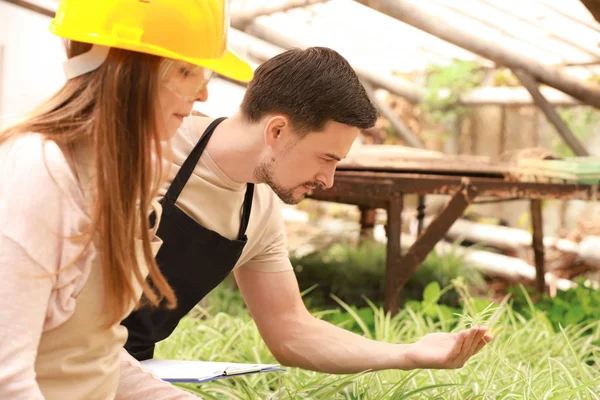 Young agricultural engineers working in greenhouse — Stock Photo, Image